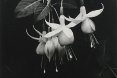 01 010 W Howieson  Fuchia Ballet  1950.jpg