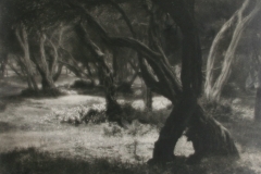 01 019 W Howieson  Sandringham  1916.jpg