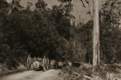 01 023 W Harrison   logging.jpg