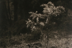 01 025 W Howieson  Debutante  1950.jpg