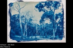 MCC-EoY2020.Analogue.S01.Ian-Bock.Valley-Reserve.00a79d88-4e12